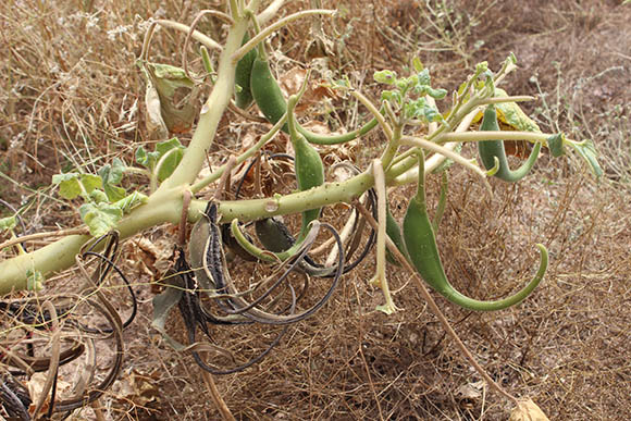  Proboscidea parviflora ssp.parviflora